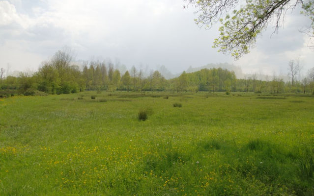 Prairie Pays de la Loire