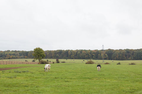Prime Holstein au prés