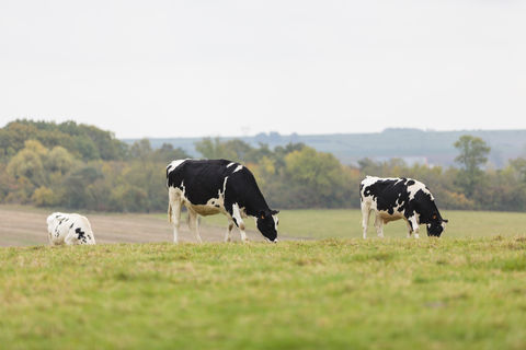 vache patures