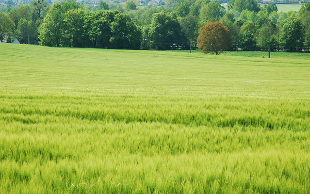 Prairie normande