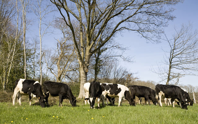 vache pature