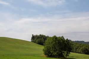 Bosquet dans une prairie