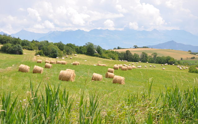 prairies avec balles