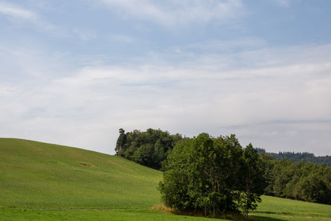 Bosquet dans une prairie