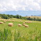 prairies avec balles